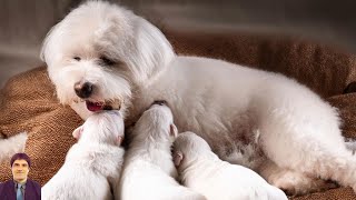 These adorable puppies are gradually becoming more lively Part 21Episode 3 naturalmoments cute [upl. by Alda]