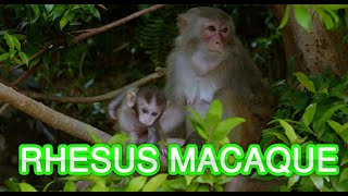 Rhesus macaque Monkey Life  Wildlife Natural Monkeys [upl. by Cristen]