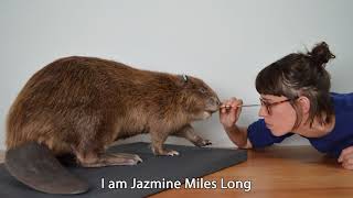 Creating the River Otter Beaver  Taxidermy by Jazmine Miles Long [upl. by Perlis]