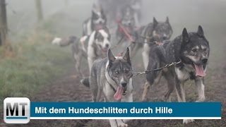 Mit dem Hundeschlitten durch Hille [upl. by Sugna]