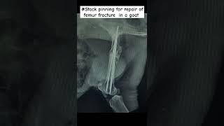 Stack pinning for repair of femur fracture in a goat [upl. by Ailemap]