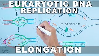 DNA Replication in Eukaryotes  Elongation [upl. by Ahseyd]