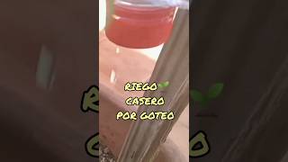 Poniendo a prueba un riego por goteo 💧casero [upl. by Dinnie11]