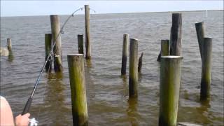 Sheepshead Black Drum Redfish Red Snapper Hopedale Lagoon [upl. by Gillman]