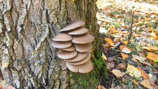 Mushroom hunting oyster mushrooms [upl. by Nnylg]