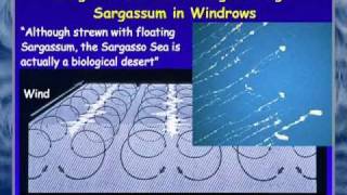 FAU OSLS  Secrets of the Sargasso Sea  Brian Lapointe PhD [upl. by Mcwherter]