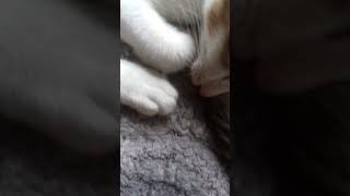 cutecatshorts sleepycat RimiVlogs1992 [upl. by Clemmy436]