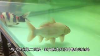 錦鯉魚病治療全紀錄 Treatment of sick Koi [upl. by Akira]