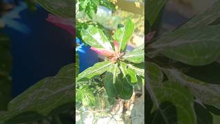 adenium seed and flowering process [upl. by Salomone]