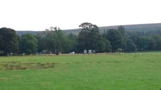 Pooley Bridge  sheep hearding using a sheep dog [upl. by Rialcnis]