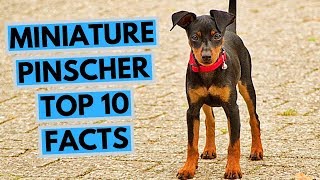 Miniature pinscher  TOP 10 Interesting Facts [upl. by Lleznov667]