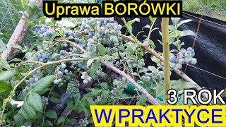 Uprawa w PRAKTYCE  Borówka amerykańska 3 rok uprawy [upl. by Nahsin895]