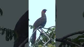 Aracuãpequeno  Variable Chachalaca  Ortalis motmot [upl. by Asyal]