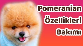 Pomeranian özellikleri bakımı ve beslenmesi [upl. by Ennairek]