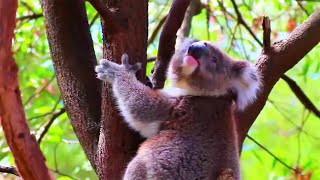 🐨🌿 KOALA SCREAM IN FOREST 8 Hours  Relaxation nature ambience jungle sound effect savannah savanna [upl. by Reyna]