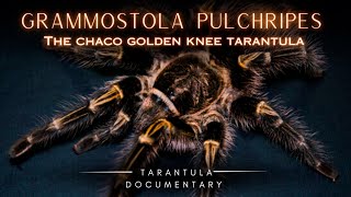 Chaco Golden Knee Tarantula A Grammostola pulchripes Documentary [upl. by Rothstein330]