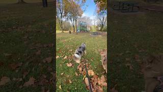 Exciting morning puppy youtube [upl. by Elena]