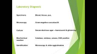 Brucella disease diagnosis and treatment [upl. by Ericha]