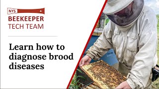 Learn How to Diagnose Brood Diseases – One Hour Tutorial [upl. by Apoor]