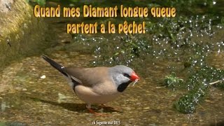 Partie de pêche de mes Diamant longuequeue [upl. by Schnapp102]