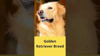 Whats Dog Breed Lab Mix Golden Retriever [upl. by Annasor]