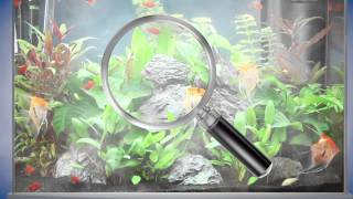 Clarifier une eau trouble en aquarium [upl. by Durante737]