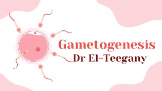 Gametogenesis  Embryology  IBS [upl. by Avlem45]