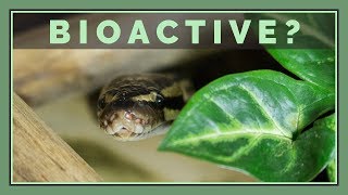 Should you go Bioactive with Reptiles and Amphibians [upl. by Mcilroy744]