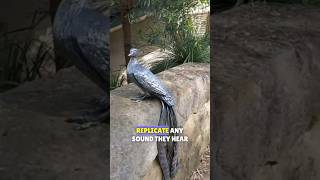 This bird imitates a crying child and any sound it hears lyrebird birds imitating shorts [upl. by Dever877]