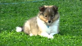 85 week old sheltie puppies playing in the garden [upl. by Akselaw]