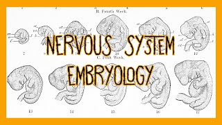 Embryology of the Nervous System [upl. by Arze]