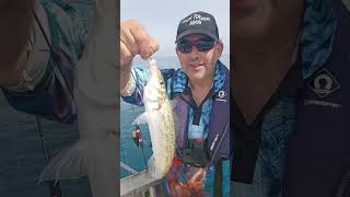 Boom King George Whiting fishing fishtuckerman  perthfishing [upl. by Liborio]