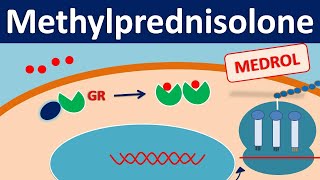 Methylprednisolone  Mechanism side effects precautions amp uses [upl. by Adlay]