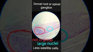 Dorsal root ganglion Histology Anatomy 1st year MBBS [upl. by Laine]