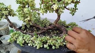 Membuat bonsai jade plant 18  Pruning Bonsai jade plant variegata [upl. by Aniluj]