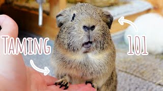 Taming My New Guinea Pig Wilby [upl. by Luttrell]