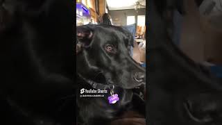 This Sound Will Make Your Dog Tilt Their Head 😮 cute funny dog fyp [upl. by Pamelina]