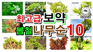 봄철 최고급 보약 나무순 나물 10가지와 요리법 [upl. by Angie]