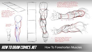 How To Foreshorten Muscles [upl. by Stonwin]