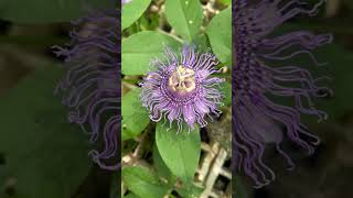 Passion flower From bud to flower [upl. by Ignatzia]