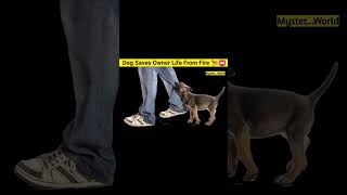 Dog Saves Owner Life From Fire 🐕‍🦺📛  viral shorts [upl. by Utter815]