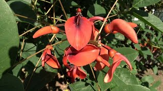 A Large Erythrina in full soil in the Netherlands [upl. by Westfall32]