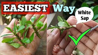 How to Grow Crown of Thorns Plant Fast and Easy Easiest Euphorbia Millii Propagation [upl. by Anwahsal3]