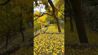 The autumn season in Hunza Valley Pakistan short shorts fyp fypシ゚viral nature hunza india [upl. by Starla]