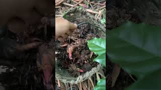 Large cardamom alaichi harvesting in Nepal [upl. by Garris]