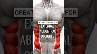 GREAT EXERCISE FOR EXTERNAL ABDOMINAL OBLIQUES [upl. by Franchot583]