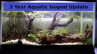 Aquatic Isopod Update  Asellus Aquaticus Waterlouse Cyclops Flatworms Snails [upl. by Wan]