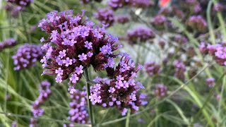 Verbena bonariensis purpletop vervain  FarmerGracycouk [upl. by Anirdnaxela359]