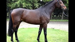 wwwsporthorsesonlinecom 2012 Hanoverian gelding 17 hh for sale [upl. by Vorster]