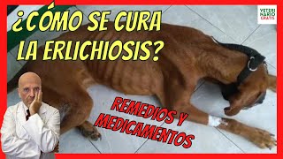 ERLICHIOISIS CANINA 🆘 QUE ES SÍNTOMAS FASES TERMINAL CRÓNICA DIAGNOSTICO Y TRATAMIENTO CASERO [upl. by Ailedamla]